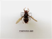 藏品(黃腳虎頭蜂)的圖片